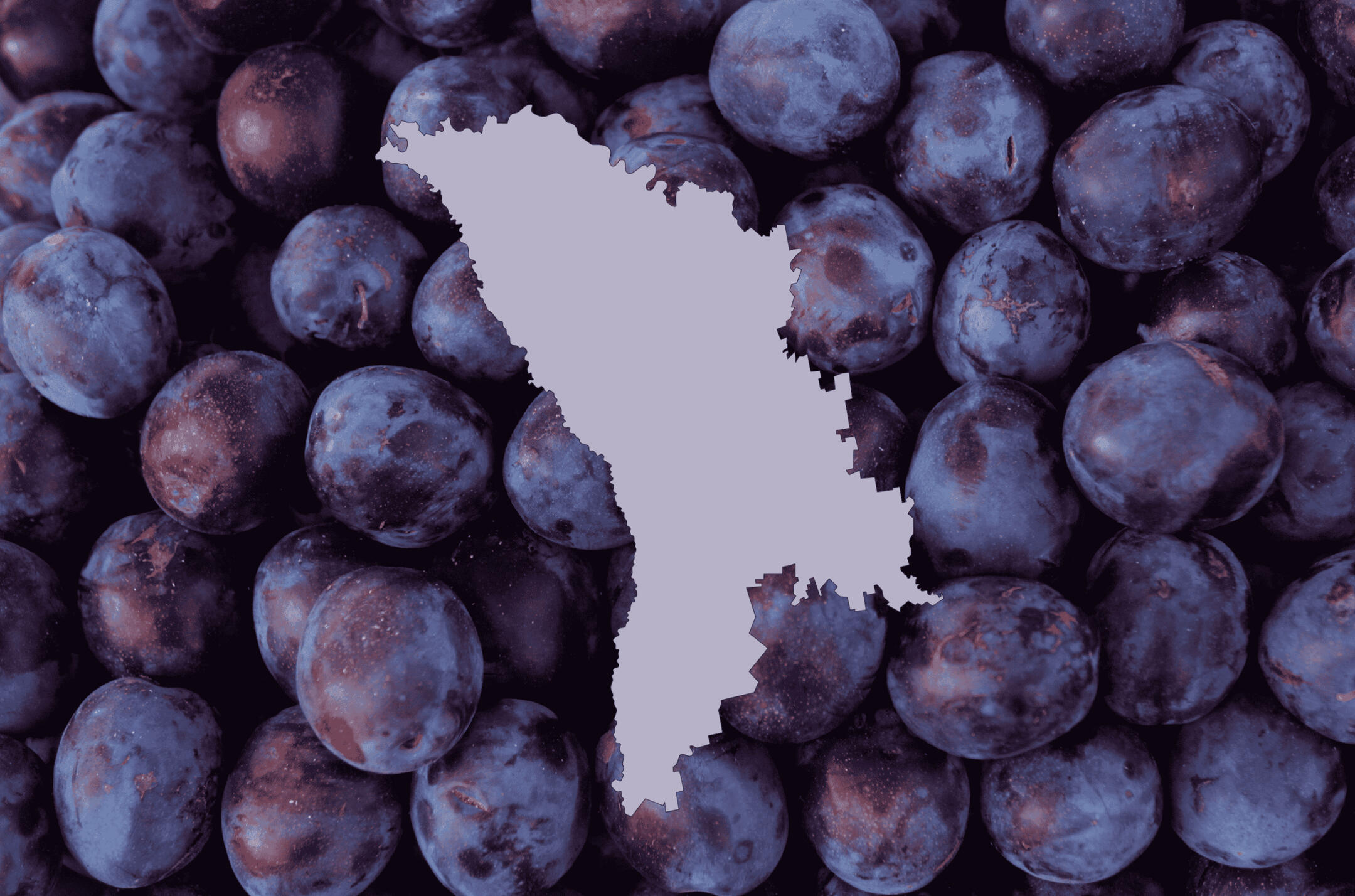 Чернослив из Молдовы – оптовые поставки для импортеров в Европу